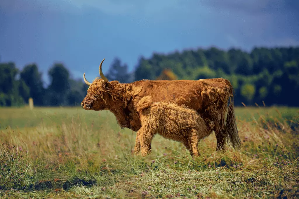 Highland Cattle